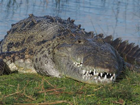 crocodile birkin from the everglades